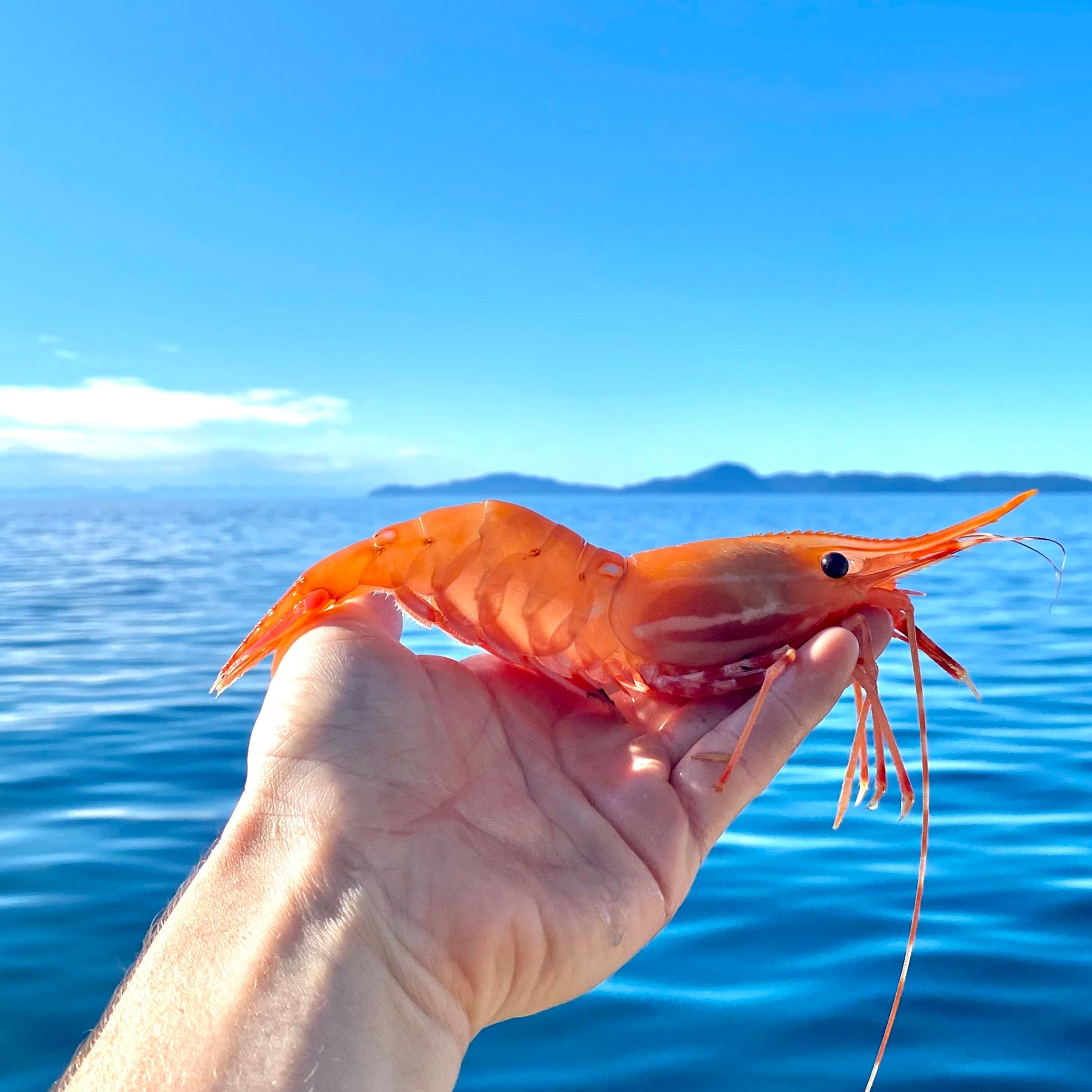 Fresh wild Alaskan spot prawn held above the ocean