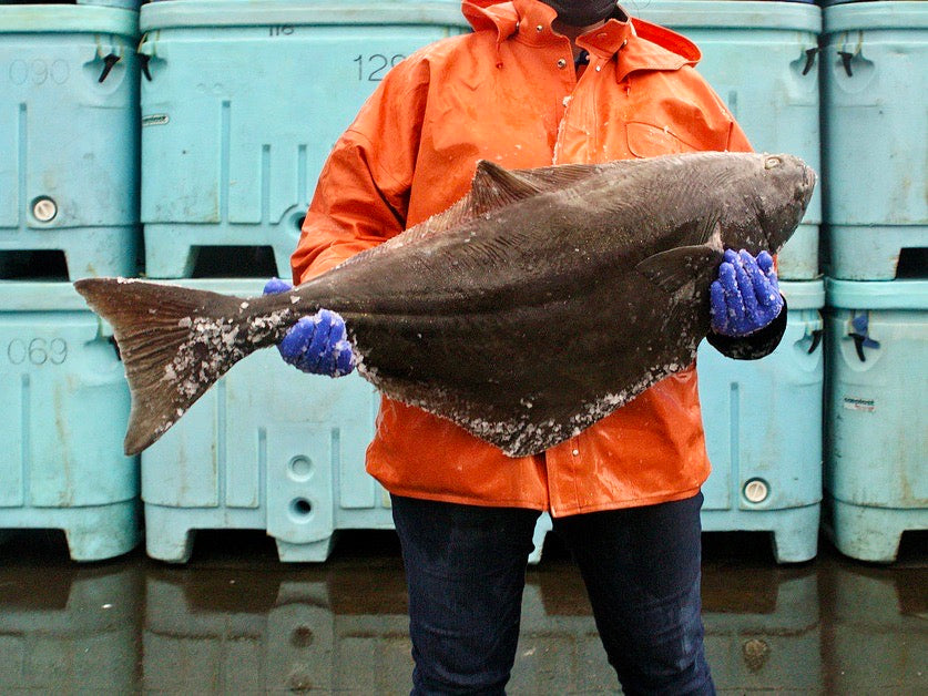 A fishermen in an orange jacket holding a whole halibut on a dock.